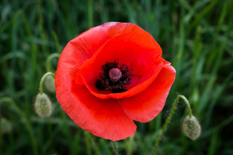 Remembrance Day Observances